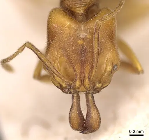 Anochetus longifossatus - CASENT0915889