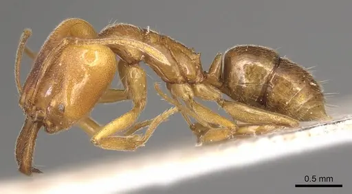 Anochetus longifossatus - CASENT0915889