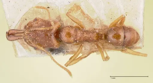 Anochetus longifossatus - FOCOL1044