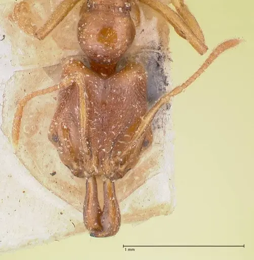 Anochetus longifossatus - FOCOL1044