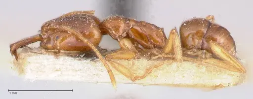 Anochetus longifossatus - FOCOL1044