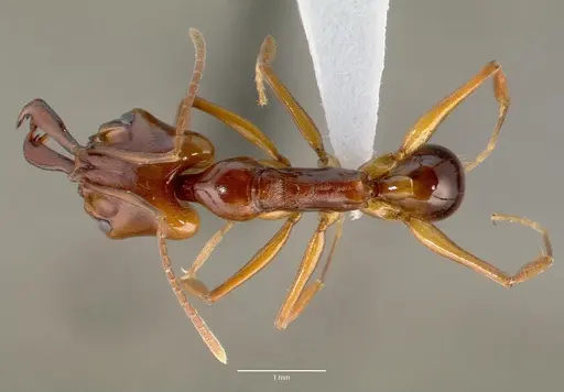 Anochetus madagascarensis specimen