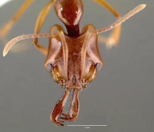 Anochetus madagascarensis specimen