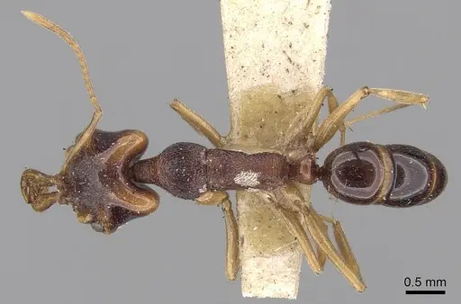 Anochetus madaraszi specimen