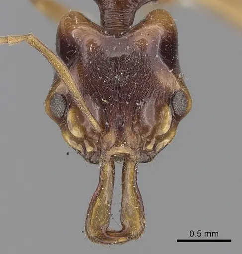 Anochetus madaraszi specimen