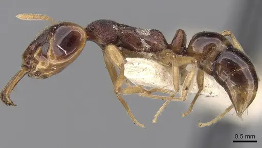 Anochetus madaraszi specimen