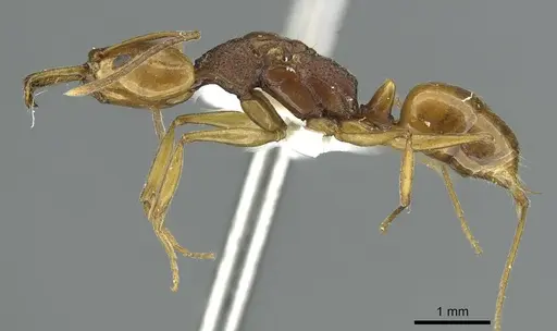 Anochetus maynei specimen