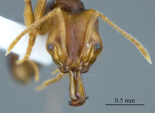 Anochetus mayri specimen