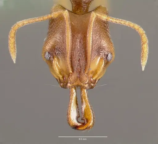 Anochetus mayri - CASENT0003324