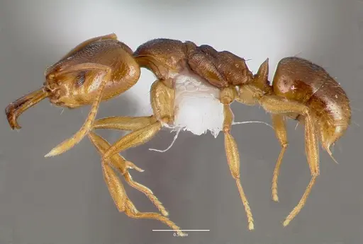 Anochetus mayri - CASENT0003324