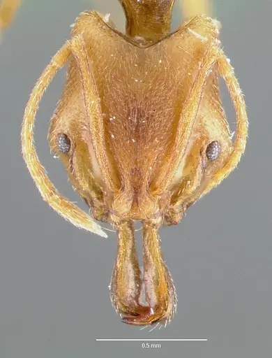 Anochetus mayri - CASENT0006073