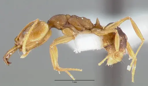 Anochetus mayri - CASENT0006073