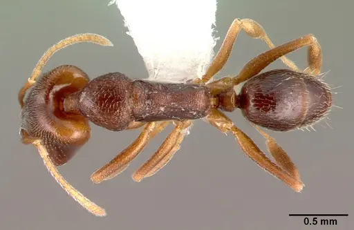 Anochetus mayri - CASENT0010834