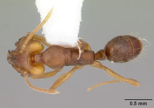 Anochetus mayri - CASENT0103554