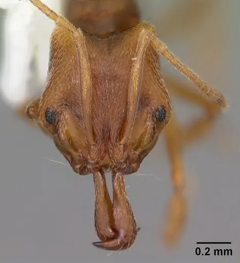 Anochetus mayri - CASENT0103554