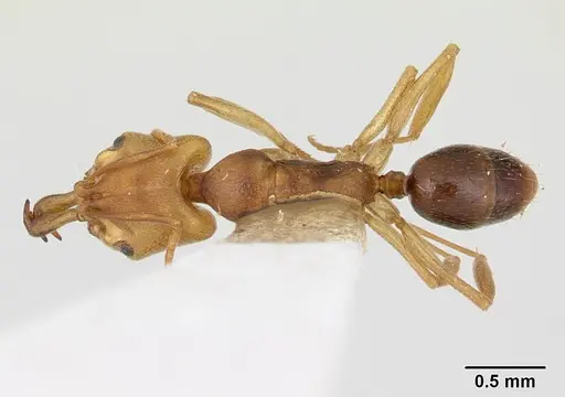 Anochetus mayri - CASENT0178674