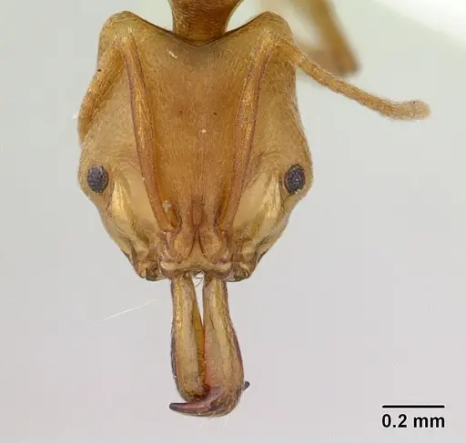 Anochetus mayri - CASENT0178674