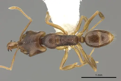 Anochetus mayri - CASENT0260500