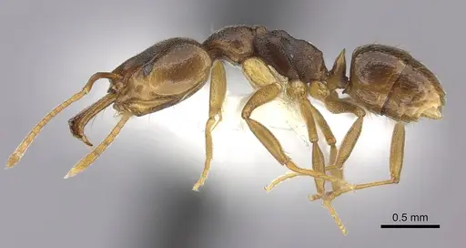 Anochetus mayri - CASENT0260500