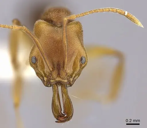 Anochetus mayri - CASENT0260501