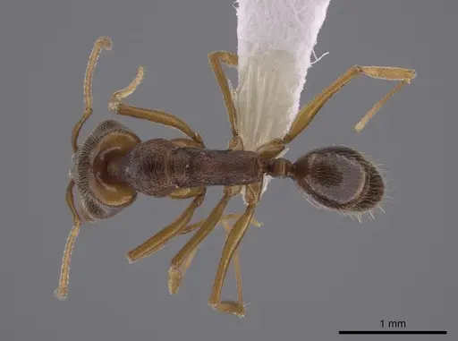 Anochetus mayri - CASENT0633416