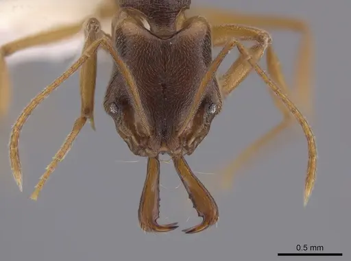 Anochetus mayri - CASENT0633416