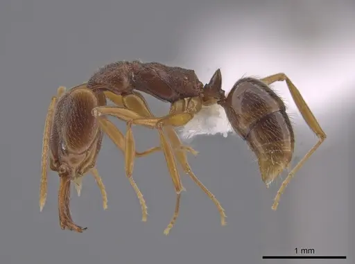 Anochetus mayri - CASENT0633416