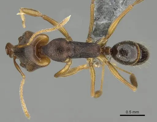 Anochetus mayri - CASENT0767584