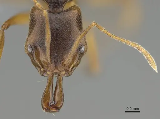 Anochetus mayri - CASENT0767584