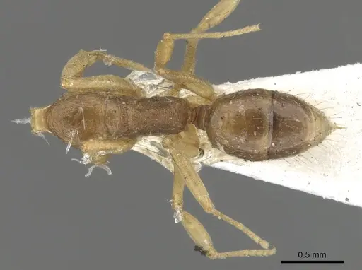 Anochetus mayri - CASENT0902434