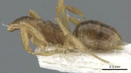 Anochetus mayri - CASENT0902434