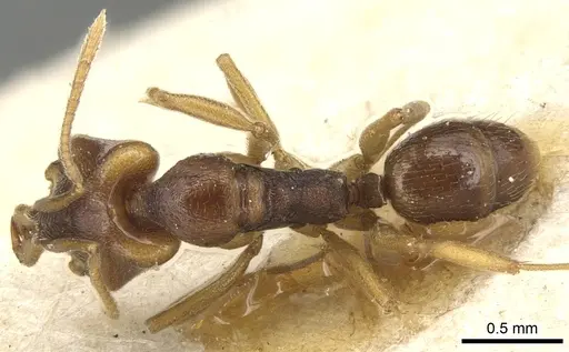 Anochetus mayri - CASENT0903987