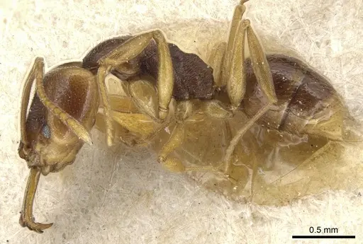 Anochetus mayri - CASENT0903987