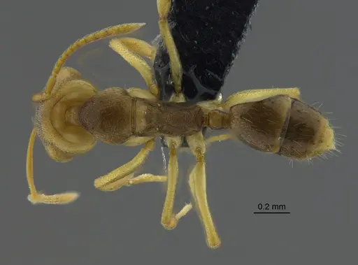 Anochetus mayri - CBUMAGENT41678