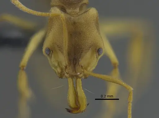 Anochetus mayri - CBUMAGENT41678