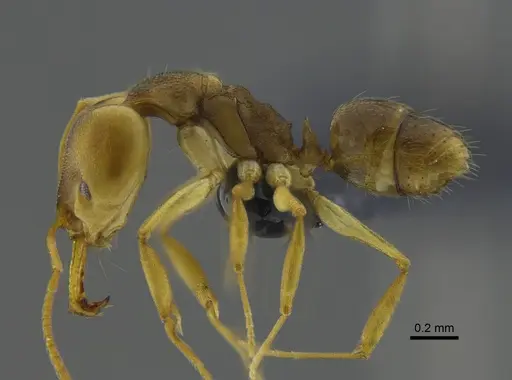 Anochetus mayri - CBUMAGENT41678