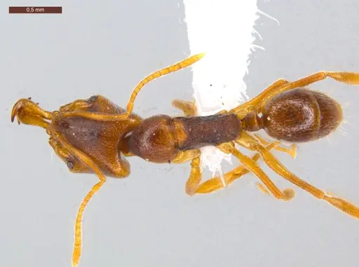 Anochetus mayri - ECOFOG-MI15-0114-14