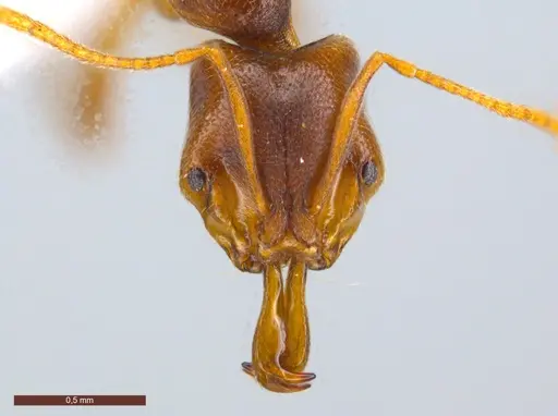 Anochetus mayri - ECOFOG-MI15-0114-14