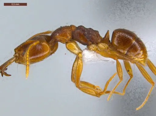 Anochetus mayri - ECOFOG-MI15-0114-14