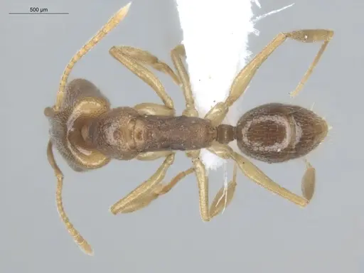 Anochetus mayri - ECOFOG-MI15-0366-17