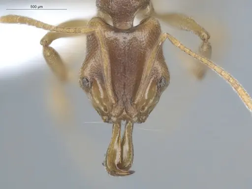 Anochetus mayri - ECOFOG-MI15-0366-17