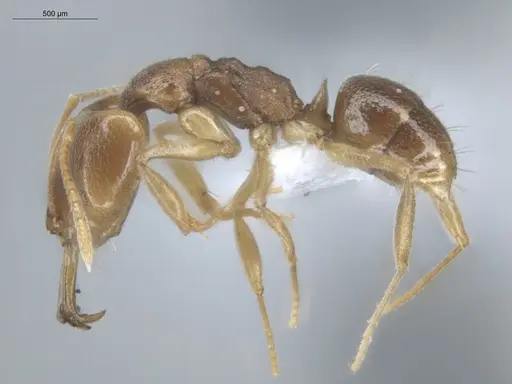 Anochetus mayri - ECOFOG-MI15-0366-17