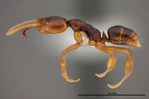 Anochetus mayri - FMNHINS0000088666