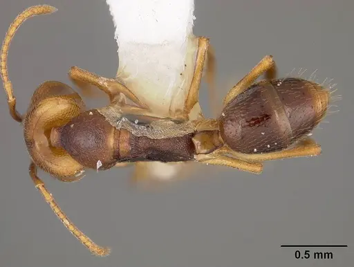 Anochetus mayri - USNMENT00414062