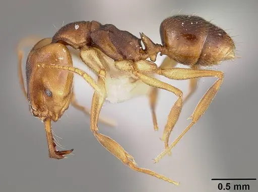 Anochetus mayri - USNMENT00414062