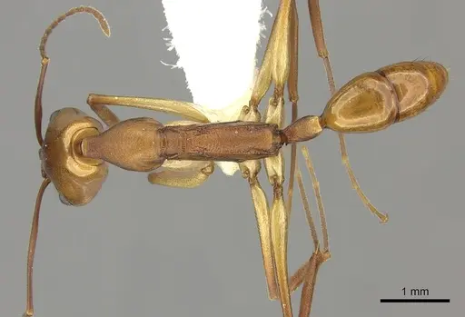 Anochetus micans specimen