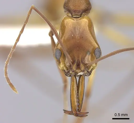 Anochetus micans specimen