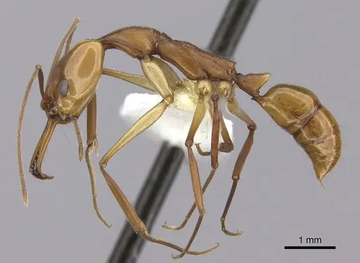 Anochetus micans specimen