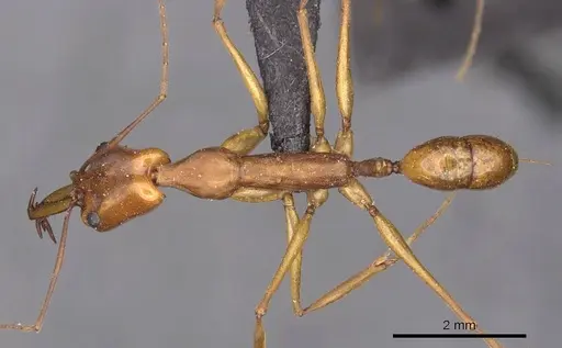 Anochetus micans - CASENT0907420