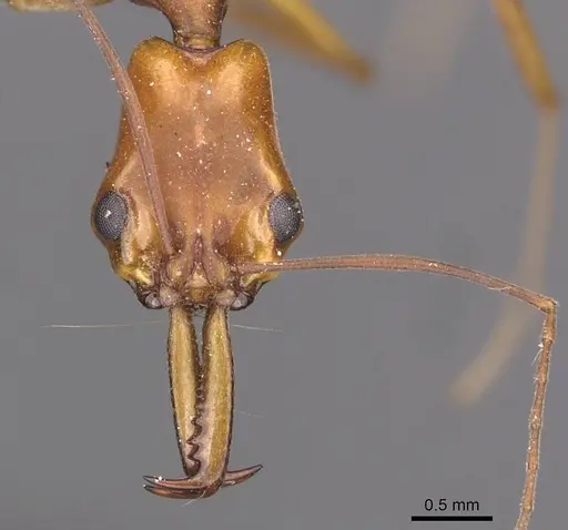 Anochetus micans - CASENT0907420